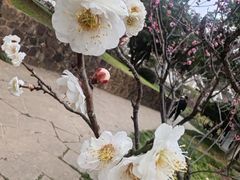 -无锡梅园公园
