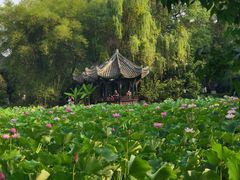 -桂湖森林公园