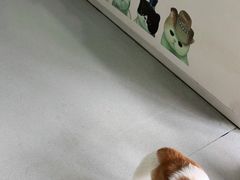 -谐和益家动物医院·免疫绝育·血液透析·宠保定点医院(高新伊藤分院)