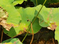 -合肥滨湖国家森林公园