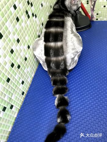 猫猫美容洗护界的…托尼老师