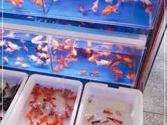 -宝鸡东道花鸟鱼虫市场(吉利花园商场店)