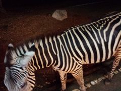 -清迈夜间动物园
