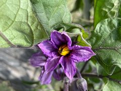 -甜心庄园·甜心草莓采摘园(西青中北店)