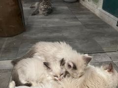 -楼上猫咖(罗湖店)
