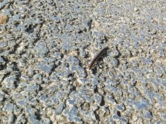 -春花秋色城市公园