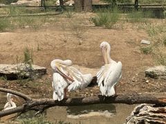 -鄂尔多斯野生动物园