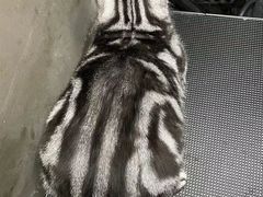 -PETKIT小佩宠物·低压洗护(国顺东路店)