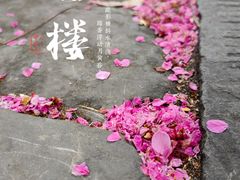 -望江楼公园