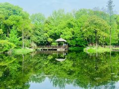 -上海滨江森林公园