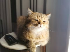 -猫大福·Fortune Cat猫舍(百子湾店)