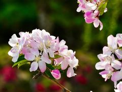 -海棠花溪(元大都城垣遗址公园)