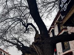 -古树酸奶(八廓南街店)