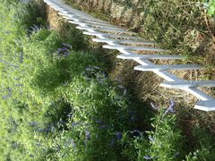 -北京东方普罗旺斯薰衣草庄园