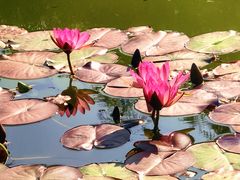 -国家植物园南园