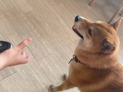 -柴犬高等学院·狗咖·柴犬售卖·宠物训练