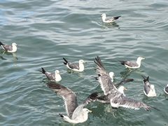 -青岛第一海水浴场