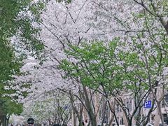 -西北湖绿化广场