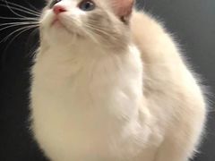 -糯米喵星人总部直营旗舰店·猫舍·幼猫出售