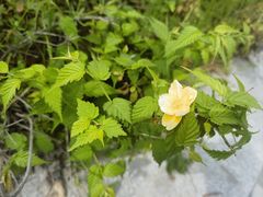 -郑庄脂渣海鲜楼(九水路店)