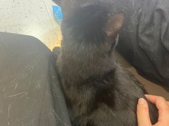 -喵园·猫主题咖啡厅·撸猫·猫咖(国贸店)