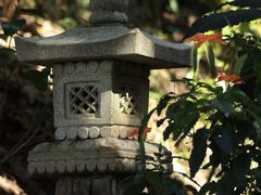 -深圳仙湖植物园