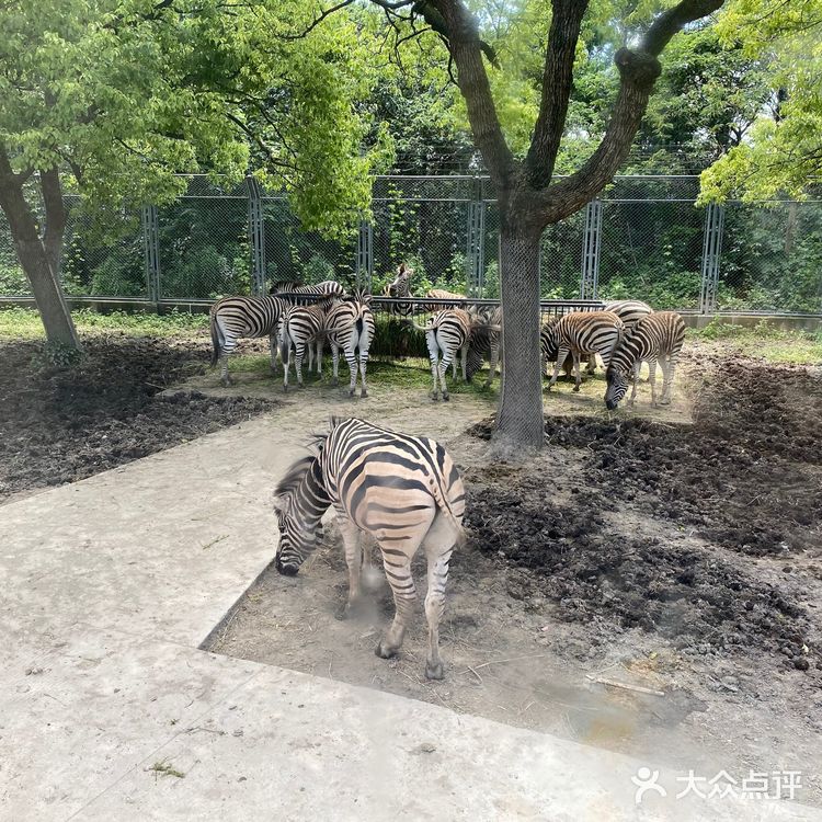 儿童打卡胜地-上海野生动物园