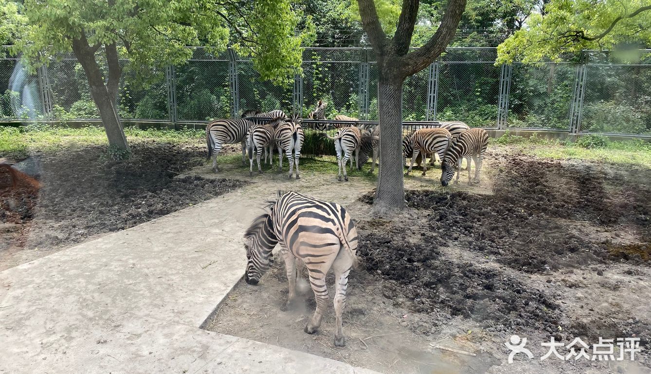 儿童打卡胜地-上海野生动物园