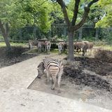 儿童打卡胜地-上海野生动物园