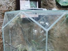 -上海大自然野生昆虫馆(东方明珠·爬宠昆虫探索中心)