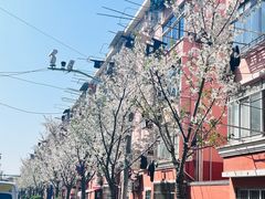 -桃浦新村(地铁站)