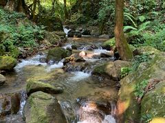 -莫里热带雨林景区