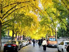 -三里屯东五街银杏大道