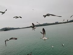 -海驴岛(荣成市)