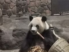 -都江堰中华大熊猫苑