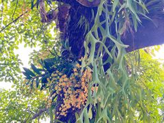 -中国科学院西双版纳热带植物园