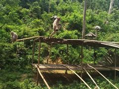 -西双版纳原始森林公园