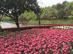 -上海鲜花港