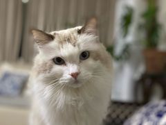 -心仪动物医院·牙专科·肿瘤·心脏科(西客站院)