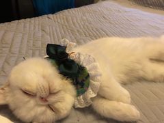 -猫大福·Fortune Cat猫舍(百子湾店)
