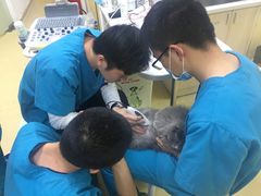 -创凡宠物医院·骨专科  猫科中心(西乡分院)