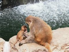 -无锡动物园·太湖欢乐园