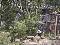 -成都大熊猫繁育研究基地