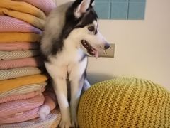 -Husky Go! 哈士奇体验馆·宠物咖啡厅狗咖