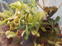 -中国科学院西双版纳热带植物园
