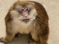 -西霞口神雕山野生动物世界