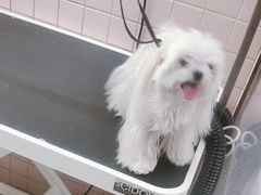 -FAELING PETS美天灵宠物(富力广场店)