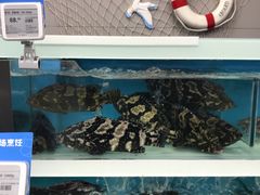 -盒马鲜生(大成店)