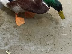 -正佳雨林生态植物园