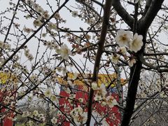 -香雪海